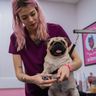 Pug Groomed - Vertical