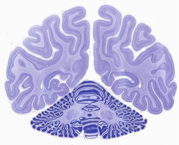 Section of monkey brain