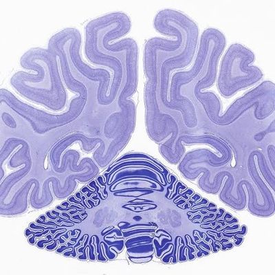Section of monkey brain