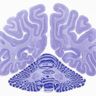 Section of monkey brain